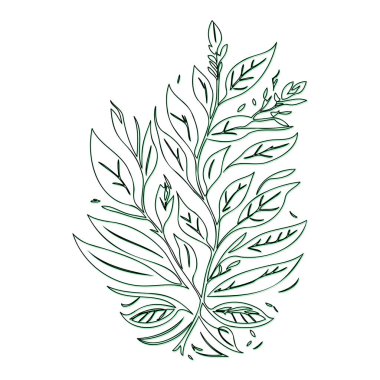 ash flower outline illustration sketch element green clipart