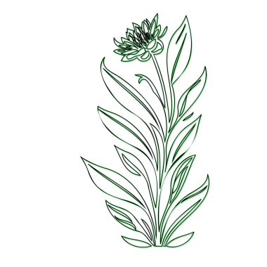 Simple Line Drawing of a Flower clipart