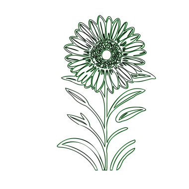 Hand drawn sunflower illustration clipart