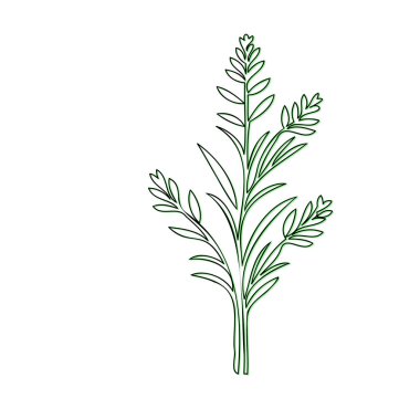 Line art drawing of green plant with multiple stems and leaves. clipart