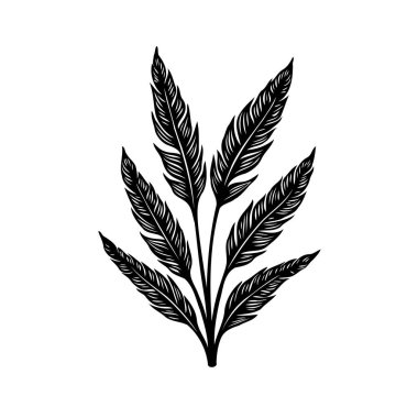 Minimalist bir botanik illüstrasyon, siyah ve beyaz tüylerden oluşan bir demet sunar. Basit ama zarif bir tasarım, doğayı ve organik formları çağrıştırıyor..
