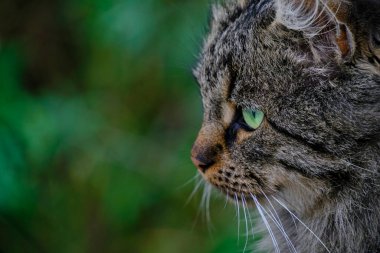 Yeşil gözlü, güzel ve sevimli gri kedi.