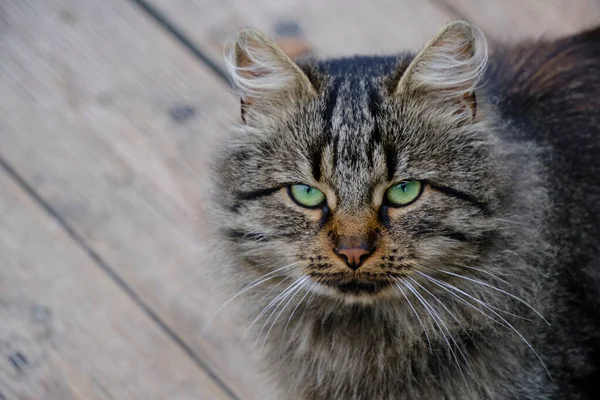 Vacker Och Söt Grå Katt Med Gröna Ögon — Stockfoto