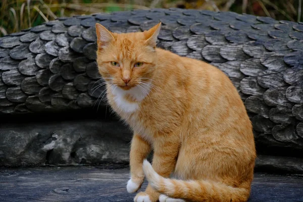 红头发 胸部白皙的猫坐在木制长椅上 — 图库照片