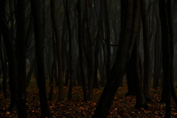 Tmavé Siluety Stromů Ponurý Podzimní Les — Stock fotografie