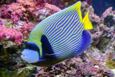 İmparatorluk melek balığı arka plandaki pembe mercanlara karşı yüzüyor.