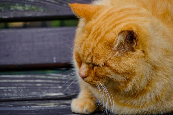 Öreg Vörös Hajú Macska Fapadon Alszik — Stock Fotó