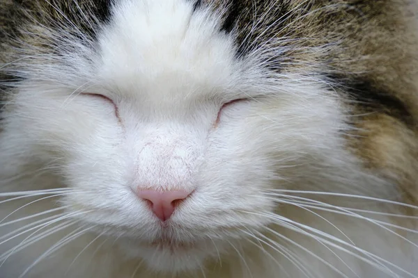 stock image Muzzle sleeping beautiful and fluffy gray white cat