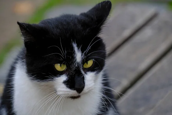 Svart Och Vit Katt Tittar Avstånd Överraskning — Stockfoto