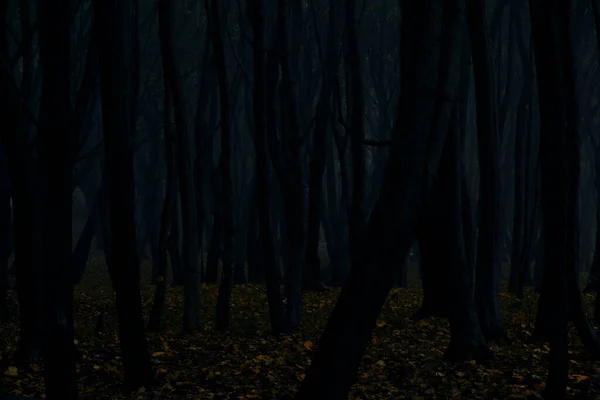 暗いシルエットの木悲観的な秋の森 — ストック写真