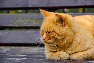 Yaşlı, kızıl saçlı kedi ahşap bankta uyuyor