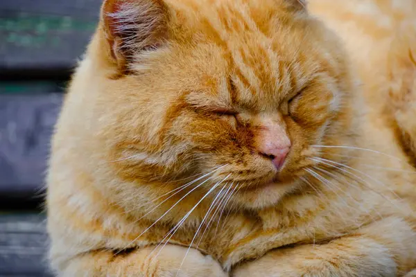 Gammal Rödhårig Katt Sover Träbänk — Stockfoto