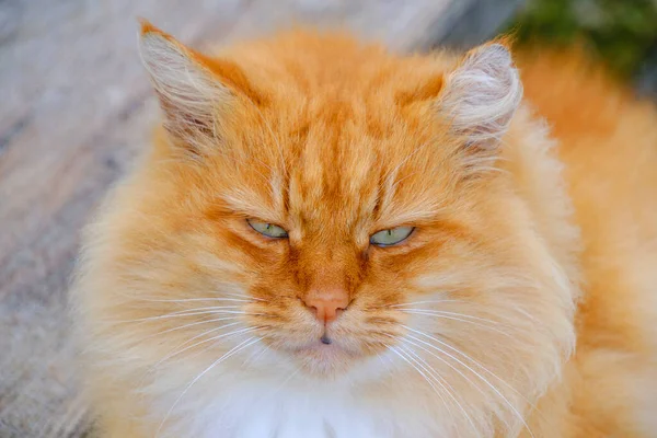 Belo Focinho Vermelho Gato Fofo Com Olhos Expressivos — Fotografia de Stock