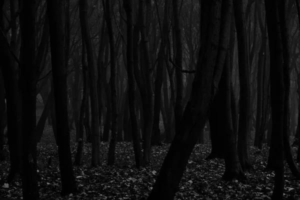 黒と白の写真で暗いシルエットの木暗い秋の森 — ストック写真