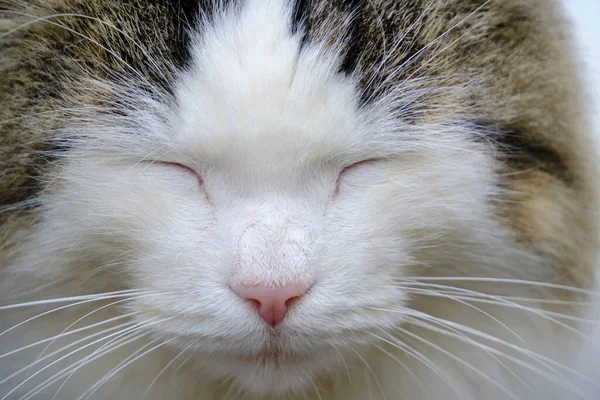 Bocal Dormindo Gato Branco Cinza Bonito Fofo — Fotografia de Stock