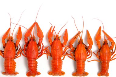 Pişmiş, kırmızı kerevit beyaz arka plan