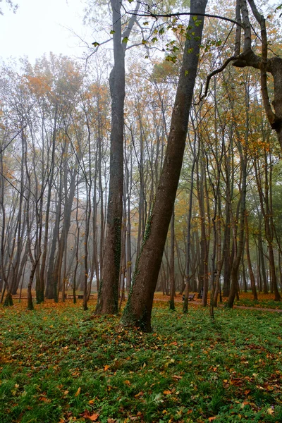 Sis içindeki ağaçlar, sonbahar, halk parkı