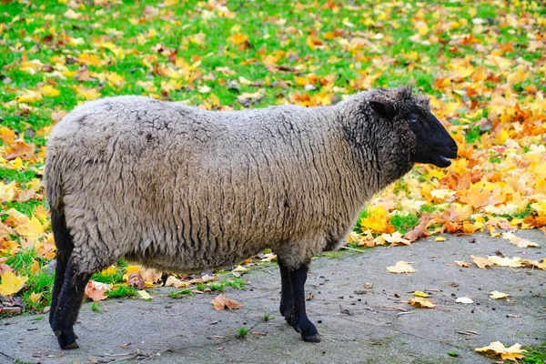 Owce Czarną Głową Kopyta Tle Spadł Jesienne Liście — Zdjęcie stockowe