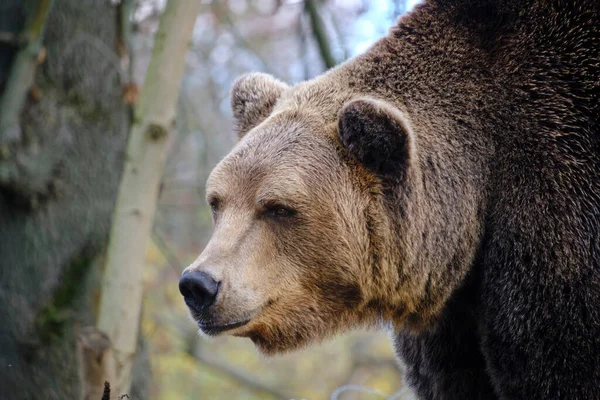 stock image Muzzle wild grizzly bear close up