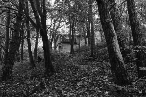 Floresta Outono Entre Quais Uma Antiga Casa Fundo Preto Branco — Fotografia de Stock