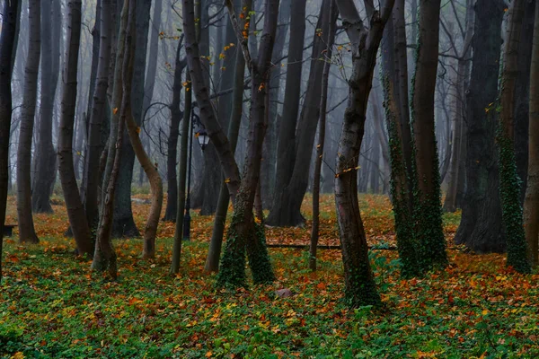 Δέντρα Ομίχλη Φθινόπωρο Δημόσιο Πάρκο — Φωτογραφία Αρχείου