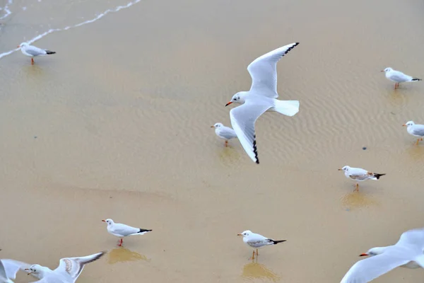 Seagulls Sandy Shore Rolling Waves — Stock Photo, Image