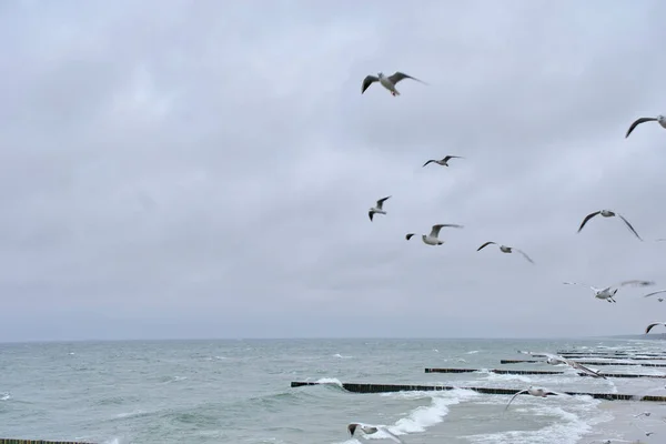 Fliegende Möwen Vor Wolkenverhangenem Himmel Und Abgehackter See — Stockfoto
