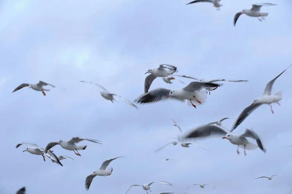 Soaring Seagulls Cloudy Sky — Stock Photo, Image
