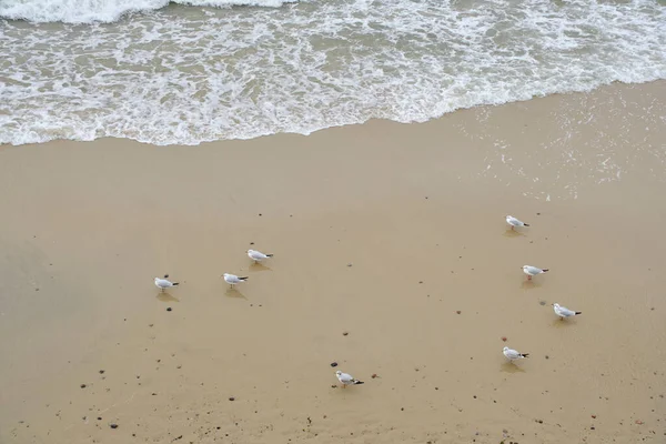 Martılar Kumlu Kıyılarda Dalgalı Dalgalarda — Stok fotoğraf