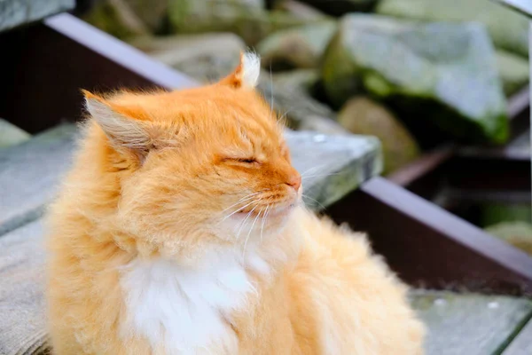 Fluffy red cat squinted from wind blowing in his face
