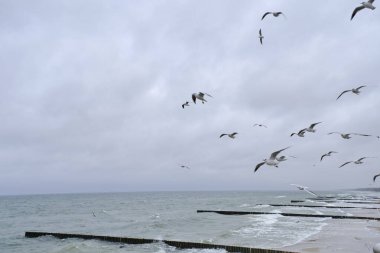 Bulutlu gökyüzüne ve dalgalı denize karşı yükselen martılar