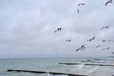 Bulutlu gökyüzüne ve dalgalı denize karşı yükselen martılar