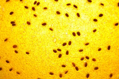 Background, dessert berry pastille with seeds closeup