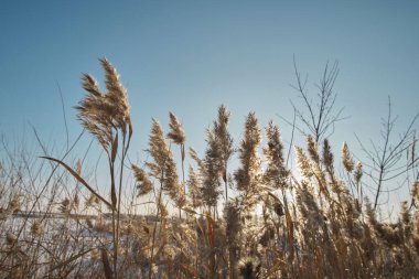 Stalks dry reeds against blue, clear sky