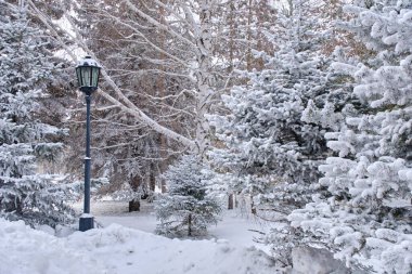 Street lamp in winter park among fir trees covered with snow