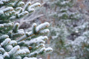 Forest background, snow covered branches spruce