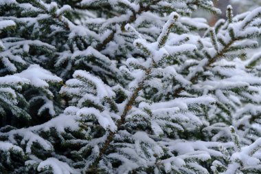 Forest background, snow covered branches spruce