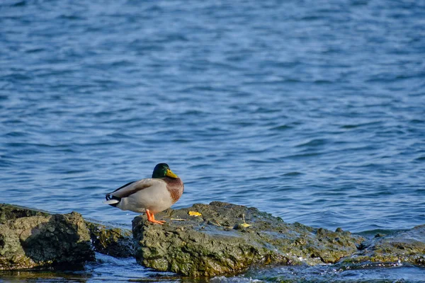Pato Está Sentado Orilla Del Mar Tomando Sol — Foto de Stock