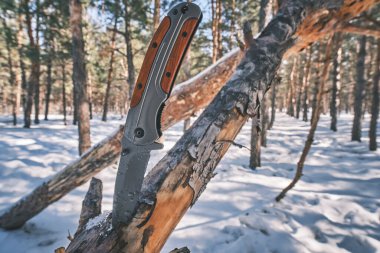 Hayatta kalmak ve yürüyüş yapmak için katlanan taktik bıçağı çam ormanında devrilmiş bir ağacın gövdesine sıkışmış.