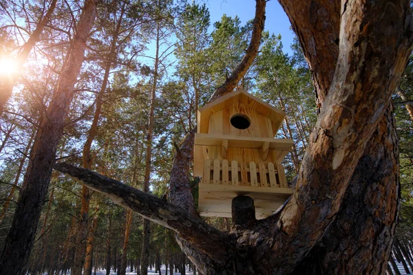 Birdhouse Para Pájaros Ardillas Bosque Pinos Invierno —  Fotos de Stock