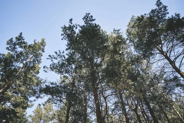Aşağıdan Uzun Ağaçlar Görünen Çam Ormanları — Stok fotoğraf