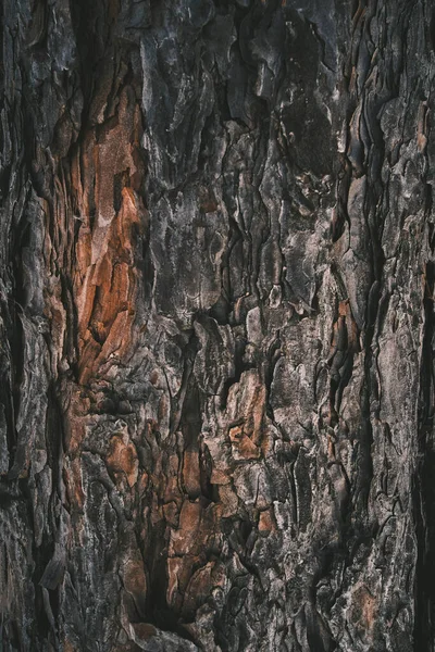 Schors Dennenboom Closeup Abstract Natuurlijke Achtergrond — Stockfoto