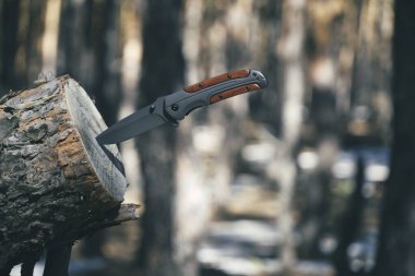 Hayatta kalmak için katlanan bıçak arka plandaki çam ormanına karşı kesilen ağacın gövdesine sıkışmış.