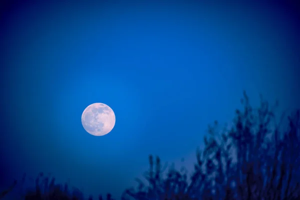Яркий Лунный Фон Ночное Небо Сухая Трава — стоковое фото
