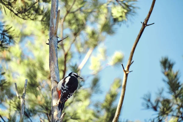 Woodpecker Senta Tronco Árvore Seca Floresta Pinheiros — Fotografia de Stock
