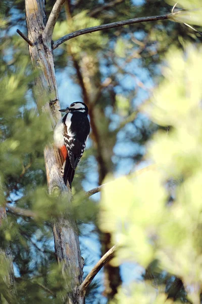 Woodpecker Κάθεται Κορμό Του Αποξηραμένου Δέντρου Πευκοδάσος — Φωτογραφία Αρχείου