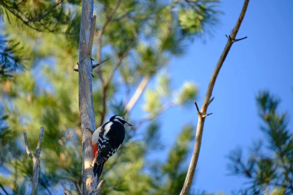 Woodpecker Κάθεται Κορμό Του Αποξηραμένου Δέντρου Πευκοδάσος — Φωτογραφία Αρχείου