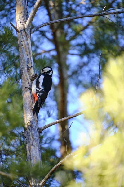 Stock image Woodpecker sits trunk of dried tree in pine forest