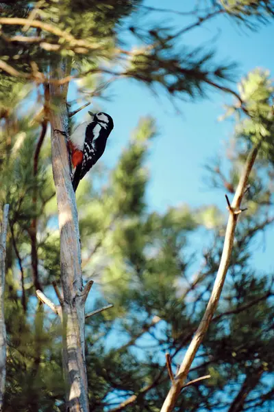 Woodpecker Sits Trunk Dried Tree Pine Forest — Stock Photo, Image