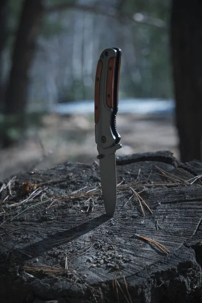 Składany Nóż Przetrwania Tkwi Kikucie Ściętym Tle Lasu Sosnowego — Zdjęcie stockowe